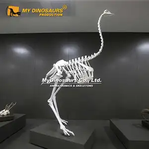 بلدي دينو L-191 متحف الحياة حجم هيكل عظمي النعامة المفصلية الحقيقية للبيع