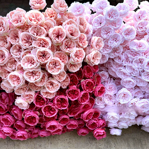 Flor de Rosa <span class=keywords><strong>Austin</strong></span> Artificial de Seda de Alta Calidad, Estilo Natural, 3 Cabezas, Técnica de Recolección de Flores, 130*15*20cm, para Decoración del Hogar y Bodas - Product Image 1