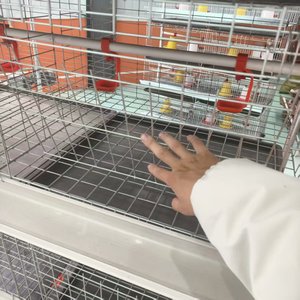 3 tầng/4 tầng tiết kiệm lao động bể nước phân tấm lồng khung Gà Thịt gà lồng cho gia cầm trang trại lớp gia cầm pin lồng - Product Image 3