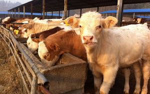 Animal Grade Premix Aditivos Alimentares Ovelhas e Gado Cabras Aminoácidos Pós Vitaminas para Melhorar Anti-Stress - Product Image 2