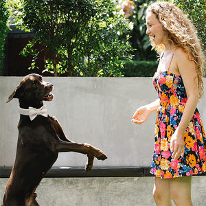 Weiches und bequemes Hunde halsband aus weißem Samt mit Fliege und Metalls chnalle - Product Image 3