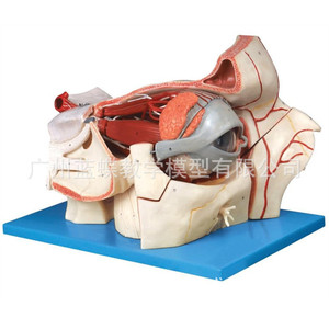 Modèle d'œil ; modèle agrandi de l'œil et de l'orbite ; modèle de formation en ophtalmologie ; modèle de structure oculaire ; muscles oculaires. - Product Image 4