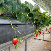 Système de canaux hydroponiques en PVC pour la culture commerciale de fraises en serre