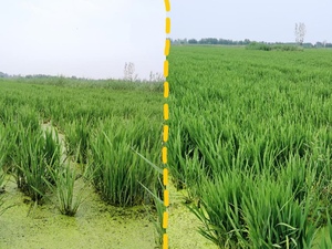 Perbaikan Tanah dan Pertumbuhan Tanaman untuk Budidaya Padi, Gandum, dan Jagung Pupuk Biologis Berbasis Kekayaan Zat Mikro & Unsur Mikro - Product Image 4