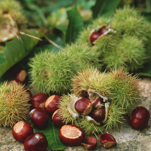 Vegetales congelados orgánicos IQF castaña picada cubos comida china castaña China congelada - Product Image 6