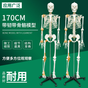 Modèle de squelette humain de 170 cm : Tutoriel du mini-cranium adulte - Colonne vertébrale humaine, ligaments latéraux (demi-coupe) - Product Image 1