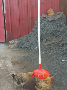 Gà Uống Tự Động <span class=keywords><strong>Plasson</strong></span> Chuông Uống - Product Image 5