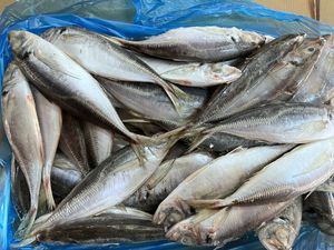 X25632 Seafrozen Fabriek Horsmakreel Vis Voor Verkoop Fabrikant Prijs Horsmakreel 80-130G - Product Image 4