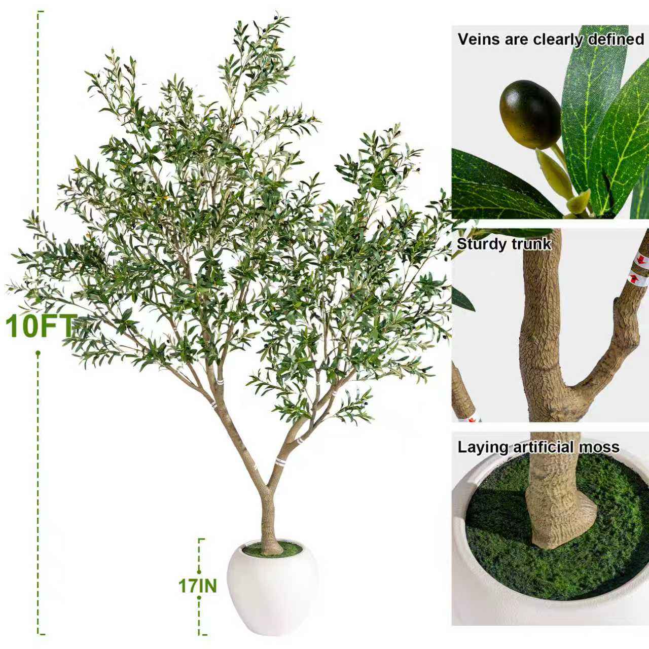 Olivier à racines tortueuses 3 mètres