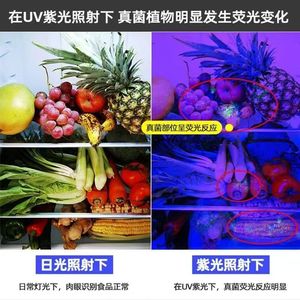 XINSITE 365nm UV-Schwarzlicht-Taschenlampe Wiederaufladbar zur Erkennung von Zigaretten, Alkohol, Banknoten und Katzenringwurm - Product Image 5