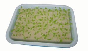 <span class=keywords><strong>Germination</strong></span> pois haricot cacahuète plantation hydroponique pépinière semis Micro plateau vert pour la culture sans sol <span class=keywords><strong>plaque</strong></span> de <span class=keywords><strong>germination</strong></span> - Product Image 3