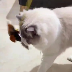 Juguete de Peluche de Pulpo para Mascotas, con Diseño de Dientes de Gato de Dibujos Animados, Colorido, Interactivo, Resistente a Mordeduras - Product Image 3