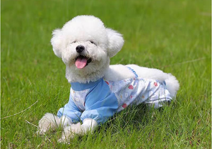 Cão à prova de poeira calças cachorro roupas de quatro patas andando o cão fora da perna equipamento à prova de sujeira set pet roupas - Product Image 5