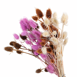 Fleurs séchées en gros, tournesols séchés Dipsacus Sativus pour l'arrangement floral, décoration intérieure - Product Image 2