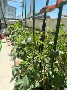 Treillis de jardin, <span class=keywords><strong>support</strong></span> tubulaire pour plantes, treillis pour concombres, <span class=keywords><strong>support</strong></span> pour légumes, poteau de soutien pour fleurs, étagère de jardinage, <span class=keywords><strong>support</strong></span> pour plantes grimpantes - Product Image 2