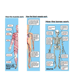 Juego de Órganos Humanos para Educación Temprana, Juguete Educativo de Ciencias para Estudiantes de <span class=keywords><strong>Primaria</strong></span> <span class=keywords><strong>y</strong></span> <span class=keywords><strong>Secundaria</strong></span>, Rompecabezas DIY, Juguetes Cognitivos - Product Image 5