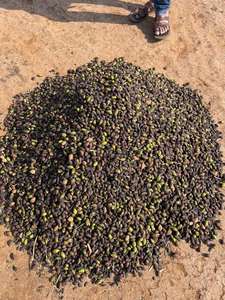 Harad noir séché au soleil fruits secs entiers de la région vallonnée de l'ouest du Maharashtra Inde produit agricole - Product Image 3