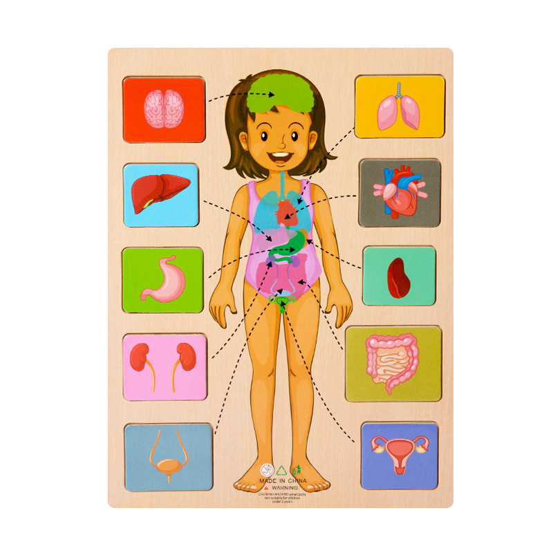 Puzzle de l'organe féminin
