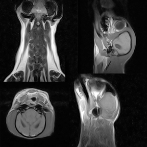 Scanner <span class=keywords><strong>IRM</strong></span> vétérinaire à aimant permanent <span class=keywords><strong>ouvert</strong></span> de type C EUR VET WD-0.35T pour chiens/chats/autres animaux, usage hospitalier et chirurgical vétérinaire - Product Image 4