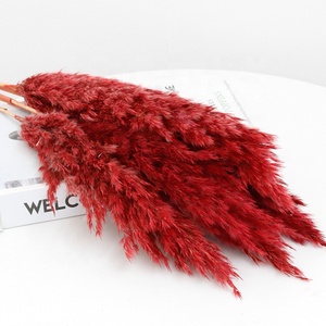 Herbes de la Pampa <span class=keywords><strong>Séchées</strong></span> et Colorées, Petits Roseaux Immortels pour Décoration Maison, Mariage, Noël, DIY - Product Image 5
