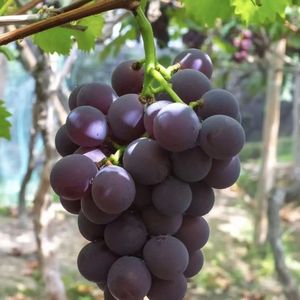Raisins noirs parfaits Raisins noirs doux éclatant <span class=keywords><strong>de</strong></span> douceur - Product Image 3