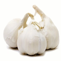 Poudre d'ail de qualité supérieure, norme GMP, qualité alimentaire, blanche, fine, 80 mesh, extrait par solvant d'allicine, certifiée Halal, emballée sous vide
