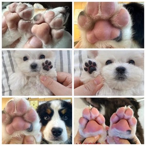 2025 produit pour animaux de compagnie Portable et sûr chien patte nettoyant ABS PBT antibactérien Silicone souple lave rapidement les pieds de chien sale - Product Image 6