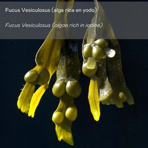 BULLON 500 ML Crème aux algues anti-cellulite pour les soins de la peau - Product Image 4