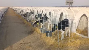 Buzağı adası gıda sınıfı ağır darbe dayanıklı plastik polietilen hayvan kafesi sığır