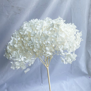Anna <span class=keywords><strong>hortensia</strong></span> fleur séchée branche unique <span class=keywords><strong>hortensia</strong></span> éternel décoration de la maison multicolore en gros pour les Occasions de remise des diplômes - Product Image 4