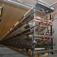 Équipement d'élevage commercial entièrement automatique pour 50 000 poussins, cage en batterie en acier galvanisé de type H pour poulettes