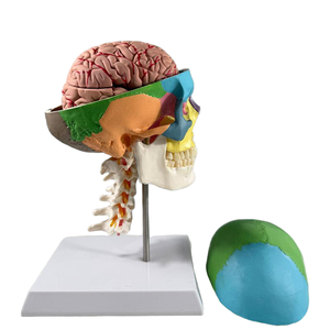 Modèle de <span class=keywords><strong>crâne</strong></span> humain coloré avec 7 vertèbres cervicales et structure cérébrale en 8 parties, modèle anatomique pédagogique pour l'enseignement de la biologie - Product Image 2