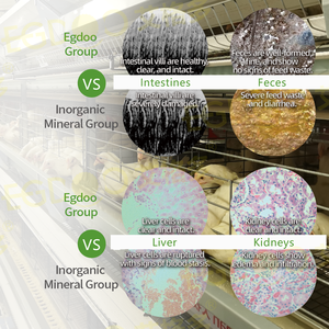 Aminoácidos de Grado Alimenticio para la Salud Intestinal: Monitoreo, Mejora de los Títulos, Reducción de la Variación, Desinfección de Premixes para Gallinas, Mitigación de la Concentración - Product Image 6