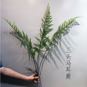 Helecho artificial Greenway de 3 cabezas con forma de oreja de caballo, de 30cm a 100cm, ramo de helechos de estilo natural para decoración de interiores. - Product Image 1