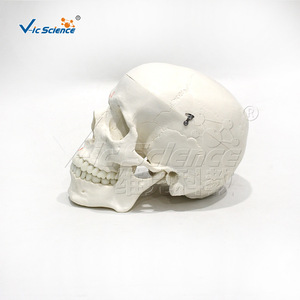 Modèle de crâne avec marques d'origine et d'insertion musculaires ; structure squelettique humaine. - Product Image 2