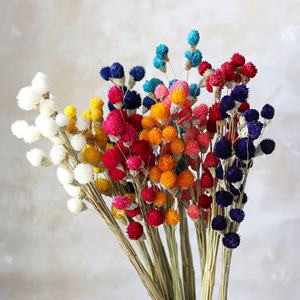 Arc-en-ciel Long Globe Amarante Fleurs Séchées <span class=keywords><strong>Fraise</strong></span> Séchée Fleur De Fruit Approvisionnement D'usine Fleurs Décoratives - Product Image 1