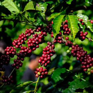 Wholesale Vietnam Green <b>Robusta</b> Colored <b>Coffee</b> <b>Beans</b> Natural Unroasted Seed Bulk Supply OEM ODM Export Grade 12% Moisture - Product Image 4