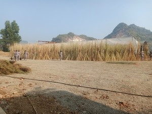 Piquets de bambou pour l'horticulture Support de plantes cannes séchées anti-moisissure pour utilisation en pépinière - Product Image 4