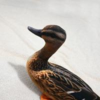 Décoys de canard flottants gonflables personnalisés en plastique imperméable pour la chasse