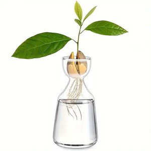 L Creative <span class=keywords><strong>in</strong></span> vetro da tavolo con <span class=keywords><strong>semi</strong></span> <span class=keywords><strong>di</strong></span> Avocado piantatrice <span class=keywords><strong>di</strong></span> piante idroponiche <span class=keywords><strong>vaso</strong></span> <span class=keywords><strong>di</strong></span> propagazione <span class=keywords><strong>vaso</strong></span> per Avocado - Product Image 1