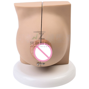 Modèle anatomique de sein féminin humain en phase de repos pour la science médicale - Product Image 4