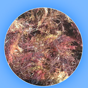 Hai Shi Hua 100% natural crudo seco rojo <span class=keywords><strong>Gelidium</strong></span> amansii agars rojo seamoss algas agar para la venta - Product Image 1