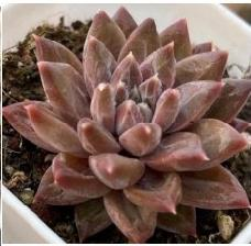 Plante succulente Echeveria <span class=keywords><strong>Oracle</strong></span> Compact Rosette, feuillage violet mat, faible consommation d'eau, pour aménagement de jardin, patio, cour et bureau - Product Image 3