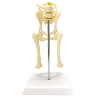 Modèle d'enseignement d'anatomie canine vétérinaire, modèle articulaire malade de chien, modèle d'articulation de la hanche de chien avec modèle de fémur