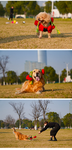 Yüksek kaliteli özel eğlenceli köpek oyuncak pamuk kordon peluş Squeaky Pet oyuncaklar interaktif Chew spor dayanıklı köpek oyuncak - Product Image 6