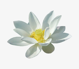 <b>Natural</b> White Lotus Absolute 100% Organic <b>Best</b> Lotus Absolute - Product Image 5