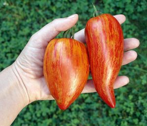 Pacchetto da <span class=keywords><strong>giardino</strong></span> 100 cimelio chiazzato di pomodoro <span class=keywords><strong>romano</strong></span> Non-GMO Lycopersicon Lycopersicum per giardinaggio domestico e vasi di fiori - Product Image 3