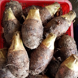 Deliciosas Rodajas de Tallo de Taro Congeladas de 500g, Calidad Superior, Envasadas al Vacío, de Vietnam - Product Image 6