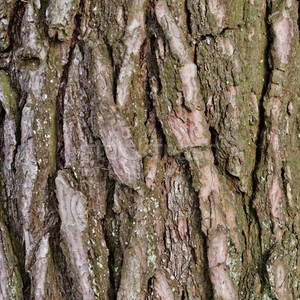 GMP chứng nhận chất lượng cao tự nhiên trơn <span class=keywords><strong>ELM</strong></span> bột cấp thực phẩm chiết xuất thảo dược ulmus pumila vỏ cây lỏng Halal chứng nhận trống - Product Image 5