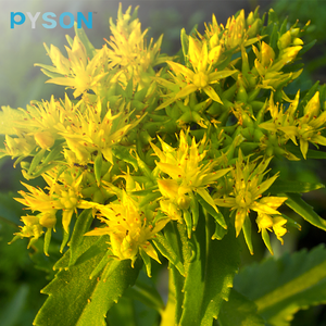 Berberin Hidroklorür / HCl Berberin / Berberin HCl %97 Titreşim Yöntemiyle - Product Image 2